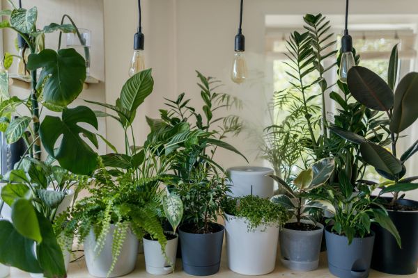 10 Essential Tips For Keeping Your Houseplants Healthy